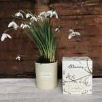 Countess Marie Scented Candle in a glass